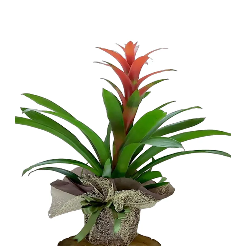 Guzmania Bitkisi Çuval Bezi Sarımlı