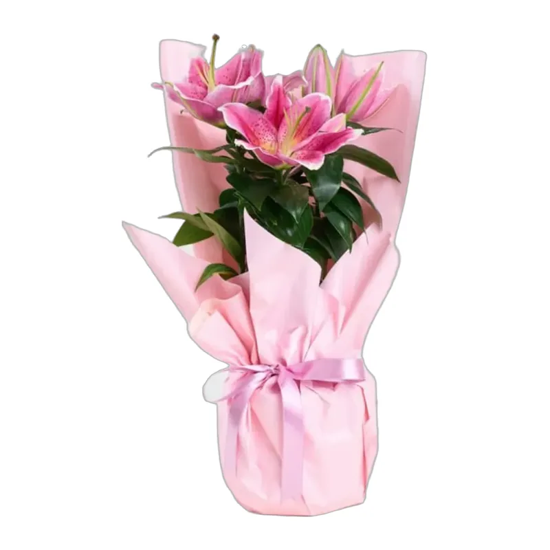 Pembe Lilyum Bitkisi